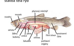 image_67