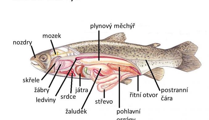 image_67